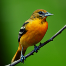 Oriole Bird Sounds APK