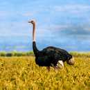 Ostrich and Emu Sounds APK