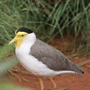 Australian Bird sounds APK