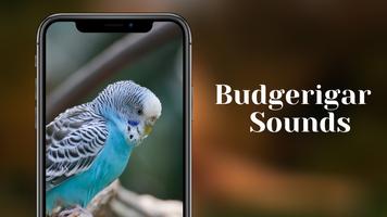 Budgerigar Sounds bài đăng