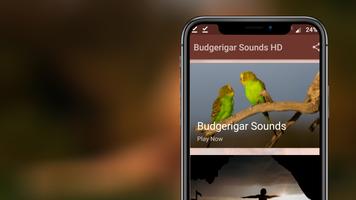 Budgerigar Sounds ảnh chụp màn hình 1