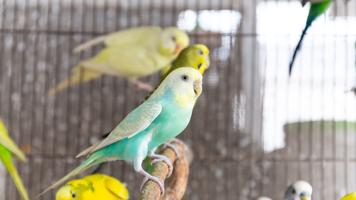 Budgerigar Sounds ảnh chụp màn hình 3