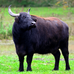 Buffalo Sounds icon