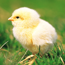 Chicks Sounds - Chirping Noise aplikacja