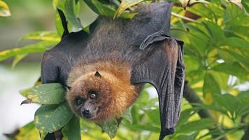Bat sounds - Bat Noises Screec Screenshot 3