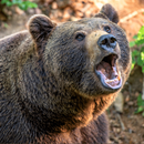 Bear Sounds APK