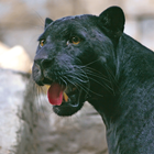 Black Panther Sounds biểu tượng