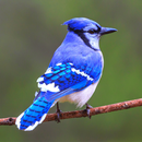 Blue Jay Sounds APK