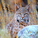 Bobcat Sounds APK