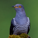 Cuckoo Bird Sounds APK
