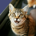 ”Cat Sounds - Meow Sound
