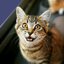 Cat Sounds - Meow Sound-APK