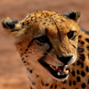 cheetah sounds cheetah sounds
