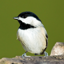 Chickadee Sounds APK