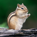Chipmunk Sounds APK