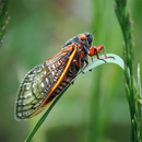Cicada Sounds APK