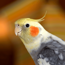 Cockatiel Sounds APK