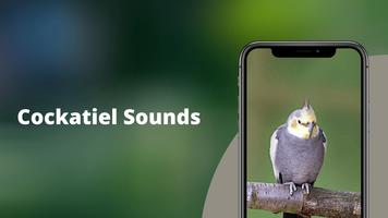Cockatiel Sounds Plakat