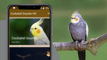 Cockatiel Sounds Screenshot 1