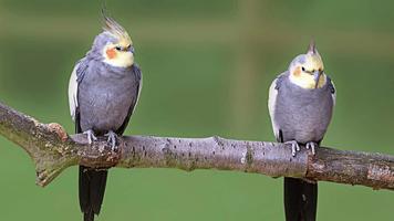 Cockatiel Sounds Screenshot 3