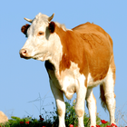 Cow Sounds Zeichen