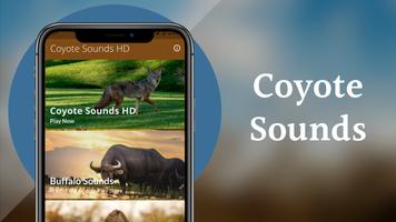 Coyote Sounds & Calls 海報