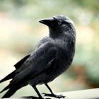 Crow Sounds -Calls & Ringtones biểu tượng