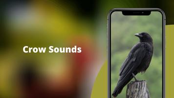 Crow Sounds -Calls & Ringtones bài đăng