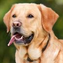 Dog Sounds - Barking Ringtones APK