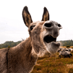 Donkey Sounds