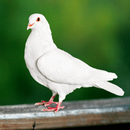 Dove Sounds APK