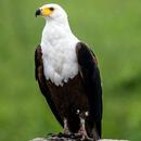 Eagle Sounds APK