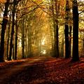 Forest Sounds
