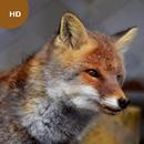 Fox Sounds aplikacja