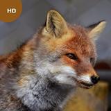 Fox Sounds иконка