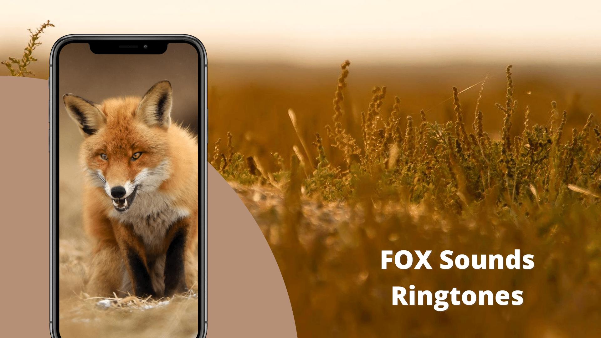 Fox приложение. Приложение с лисой. Fox Sound. Fox Call. What Sound do Foxes make.