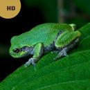 Frog Sounds & Calls APK