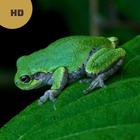 Frog Sounds & Calls 圖標
