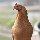Gamecock Sounds APK