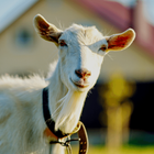 Goat Sounds icon
