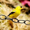Goldfinch Sounds APK