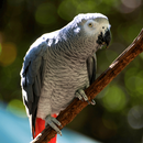 African Grey Parrot Sounds APK