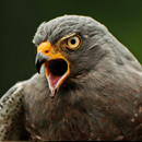 Hawk Sounds APK
