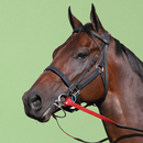 Horse Sounds aplikacja