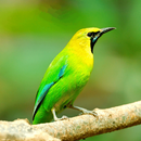 Leafbird Sounds APK