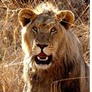 Lion Sounds-APK