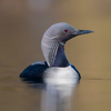 sound of a loon sound of a loon