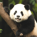 Panda Sounds APK