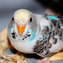 Parakeet Sounds APK