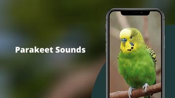 Parakeet Sounds Plakat
